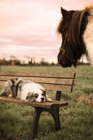 Hund und Pferd