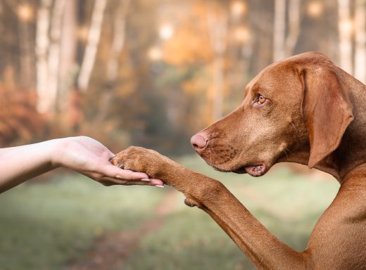 Hund Magyar Vizsla