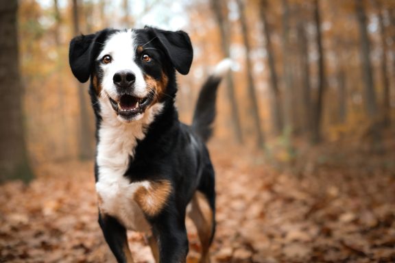 Hund Mischling Appenzeller Sennen Hund Berner Sennenhund