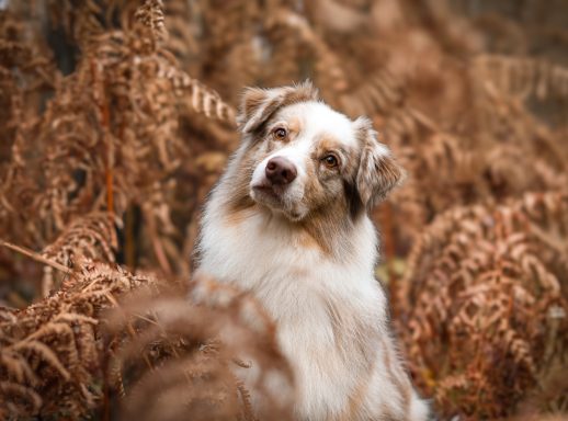 Hund Australian Shepherd