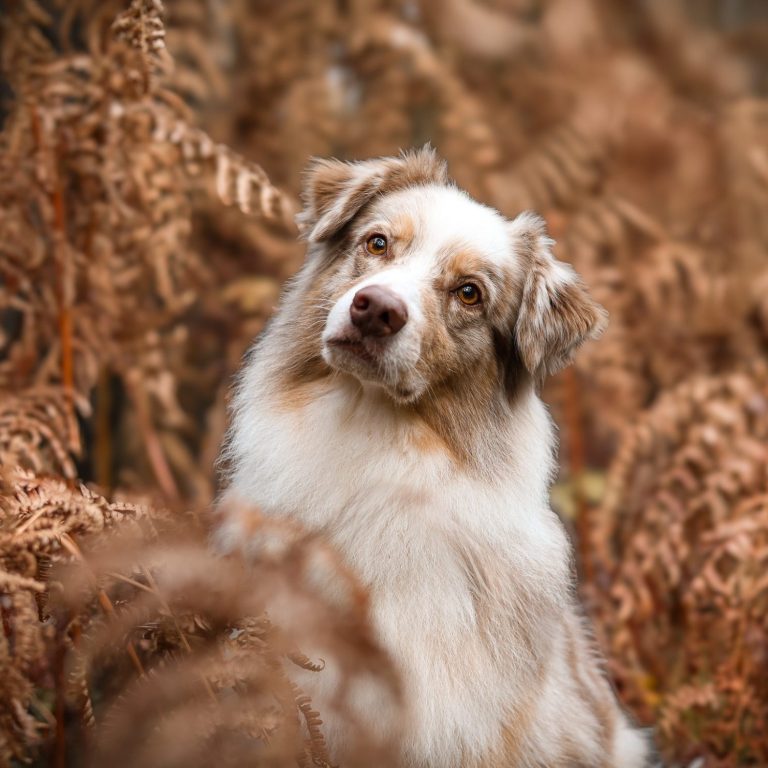 Hund Australian Shepherd
