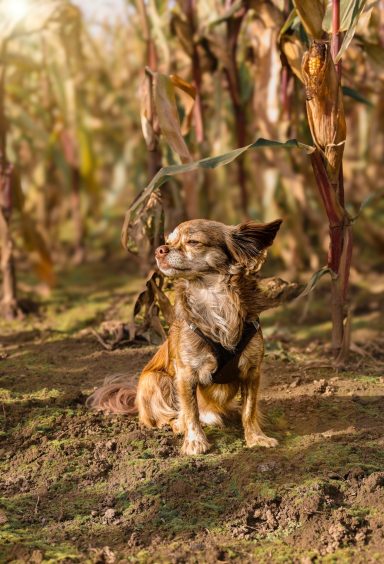 Hund Chihuahua