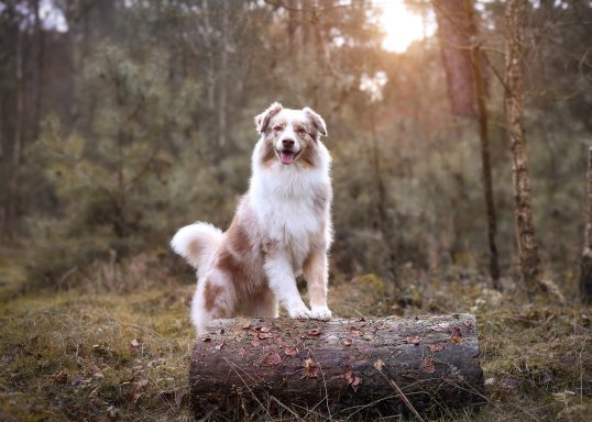 Hund Australian Shepherd