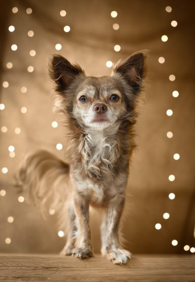 Hund Chihuahua