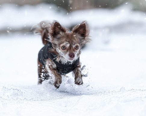 Hund Chihuahua im Schnee