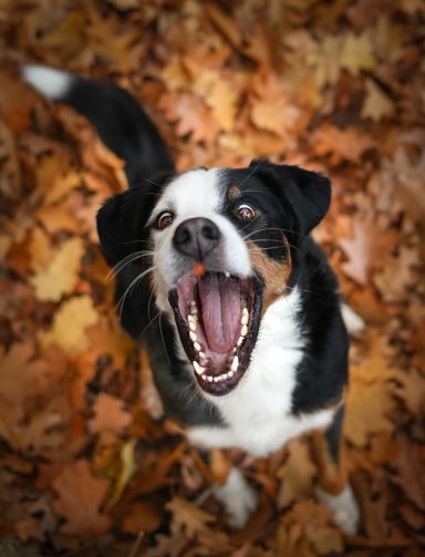 Hund Mischling Appenzeller Sennen Hund Berner Sennenhund