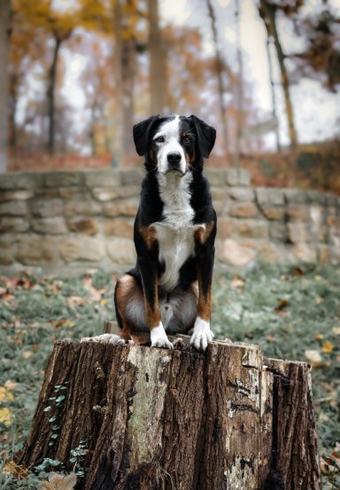 Hund Mischling Appenzeller Sennen Hund Berner Sennenhund
