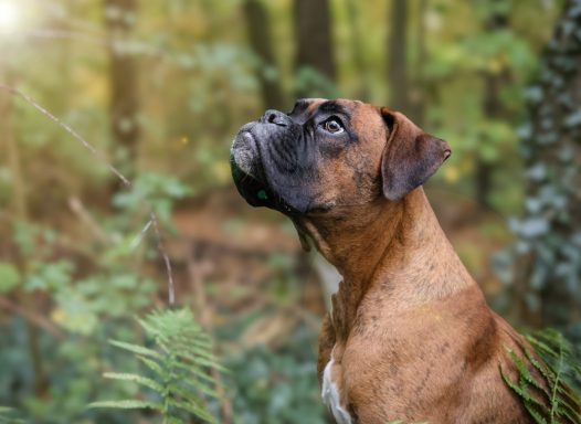  Hund Boxer Portrait