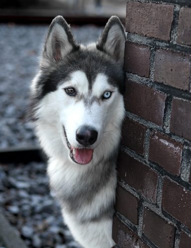 Hund Husky Portrait