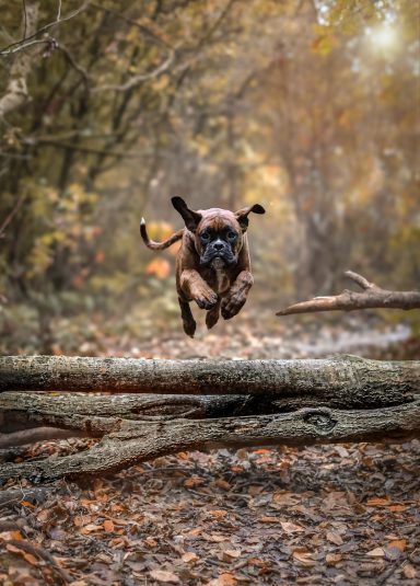 Hund Boxer springt