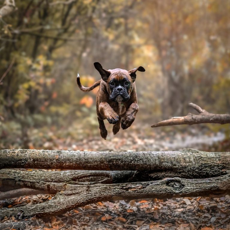 Hund Boxer springt über Baumstamm