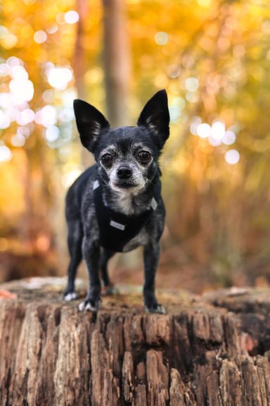 Hund Chihuahua