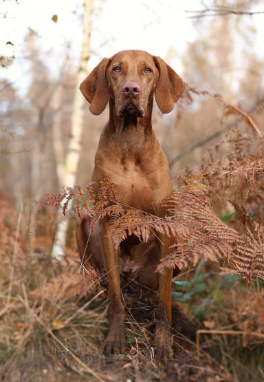 Hund Magyar Vizsla