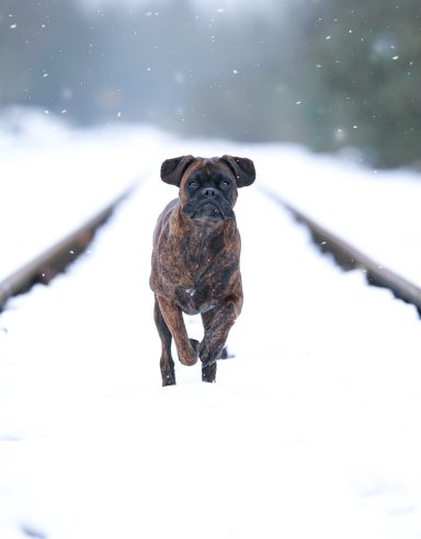Hund Boxer im Schnee