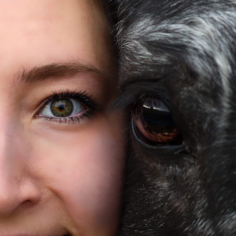 Auge Mensch Auge Hund