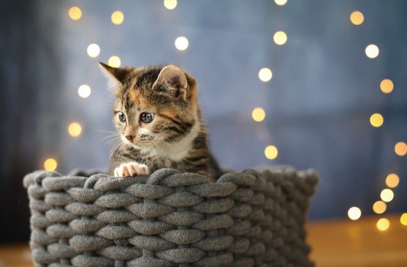 Katzenbaby im Korb