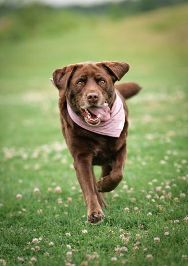 Hund Labrador Hundeshooting