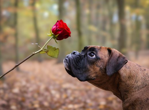 Hund Boxer