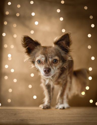 Hund Chihuahua