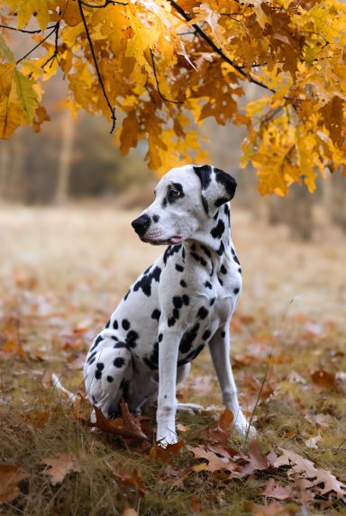 Hund Dalmatiner