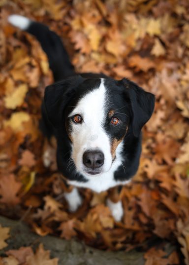 Hund Mischling Appenzeller Sennen Hund Berner Sennenhund