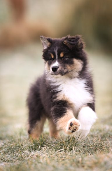 Hund Australian Shepherd Welpe