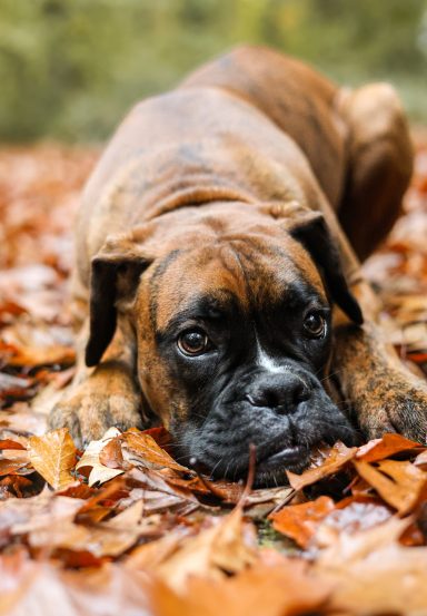 Hund Boxer