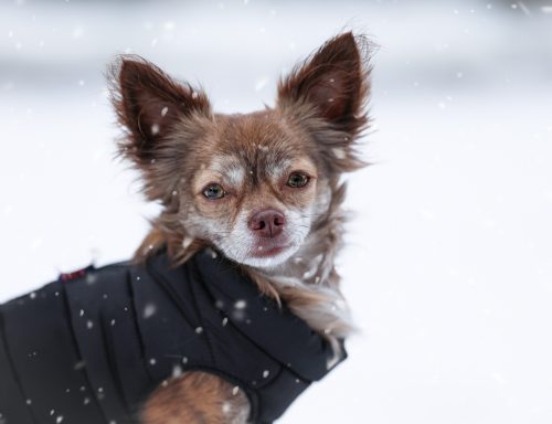 Hund Chihuahua im Schnee