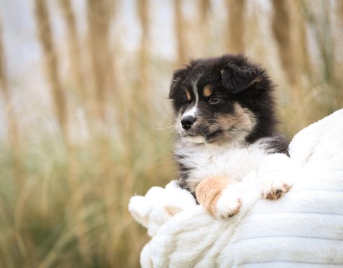 Hund Australian Shepherd Welpe