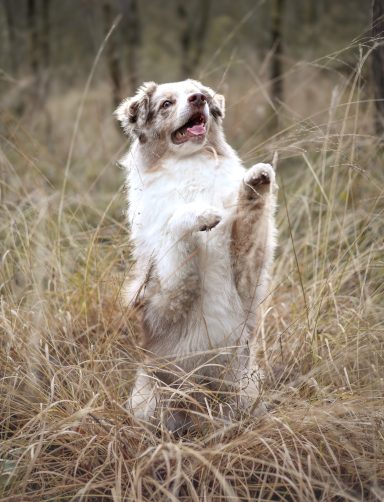 Hund Australian Shepherd