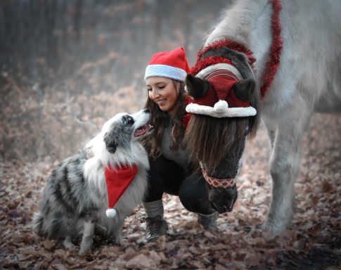 Mensch Hund Pferd