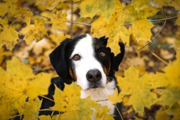 Hund Mischling Appenzeller Sennen Hund Berner Sennenhund