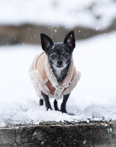 Hund Chihuahua im Schnee