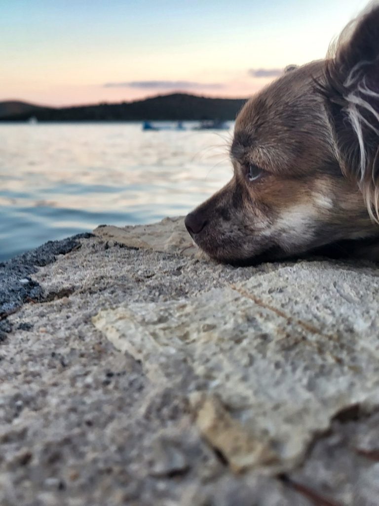 Mensch Hund Chihuahua See