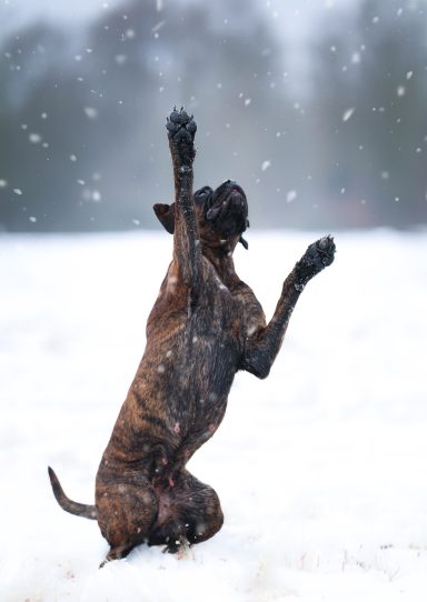 Hund Boxer im Schnee