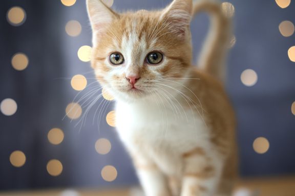 Katzenbaby