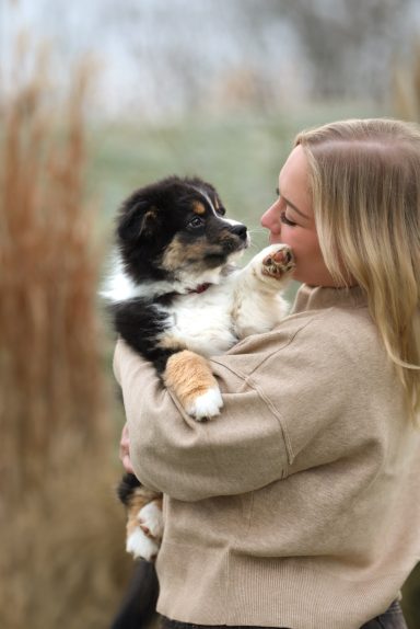 Hund Australian Shepherd Welpe