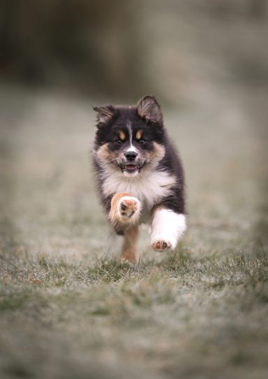 Hund Australian Shepherd Welpe