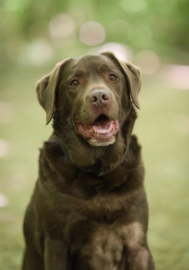 Hund Labrador Hundeshooting