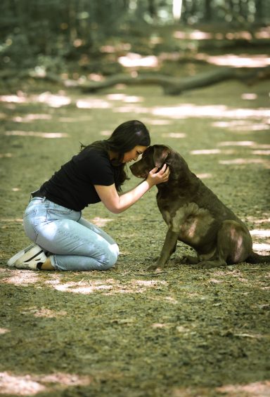 Hund Labrador Hundeshooting