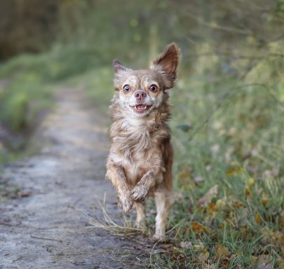 Hund Chihuahua rennt
