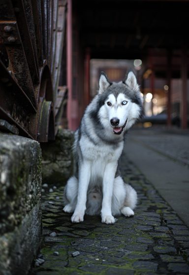 Hund Husky 