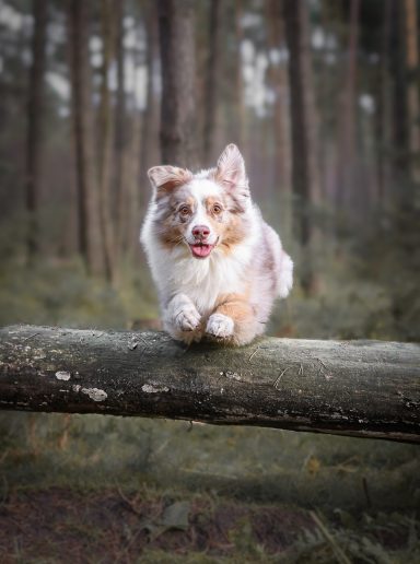 Hund Australian Shepherd