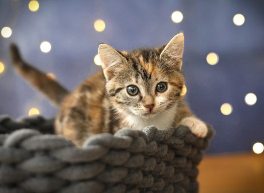 Katzenbaby im Korb