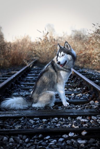 Hund Husky