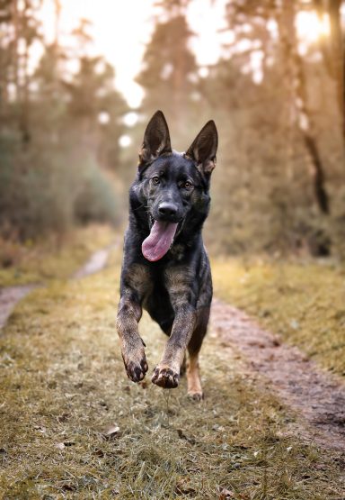 Hund Schäferhund