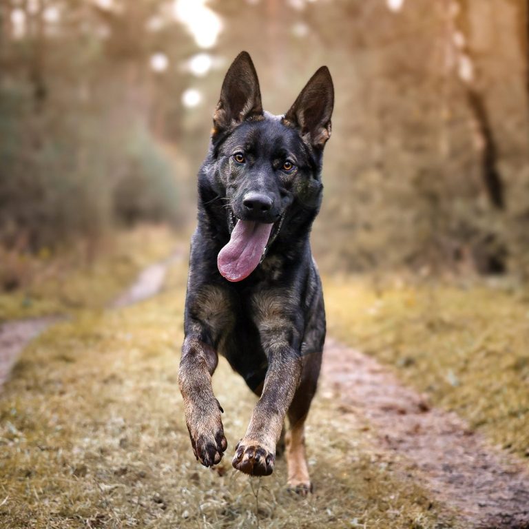 Hund Schäferhund rennt