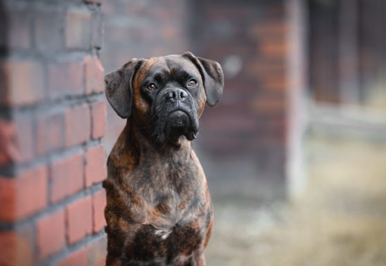 Hund Boxer im Schnee
