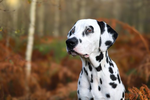 Hund Dalmatiner Portrait