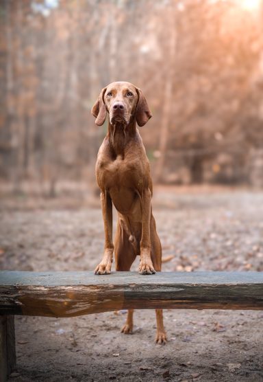 Hund Magyar Vizsla